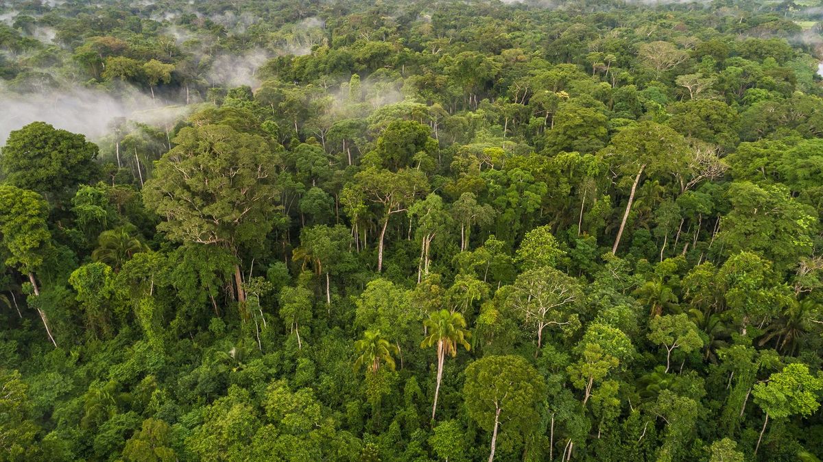 Třikrát rychleji než loni. Amazonský prales mizí rekordním tempem